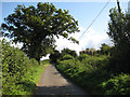 SO5121 : Oak tree by a country lane by Pauline E