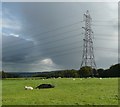 Sheep, hole and pylon, Greetland