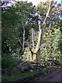 Fallen tree, Canholt Lane