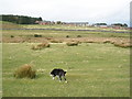 Grazing land, near Moor Brook