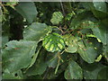 Leaf galls on common alder