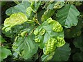 Leaf galls on common alder