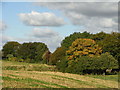 Small wood near Park Farm