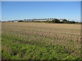 Footpath View of Farm Buildings