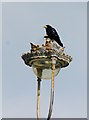 Rook on a street lamp at Craig-y-Don