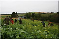 Beaters among the Game crop near Auchnaclach