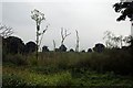 Devastated wood at Foxwist Green