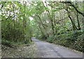 Tree lined road