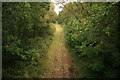 Overgrown railway track