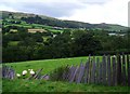 Ffens lechi / A slate fence