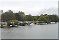 Trowlock Island, Teddington