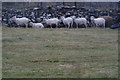 Soggy, sheltering sheep, Baliasta