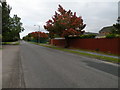 Autumnal colours on Cherry Hinton Road