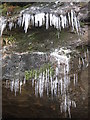 Icicles in Calderglen Country Park