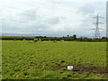 Cattle on Pawlett Marsh