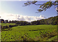 Pasture: Pant-y-defaid, Llandysul