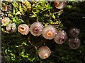 NS3878 : Beech Jellydisc Fungus (Neobulgaria pura) by Lairich Rig