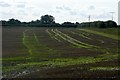 Field at Mount Cowdown