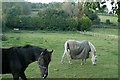 Paddock at Hippenscombe