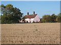 Haughley Bushes isolated in the fields