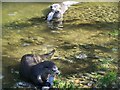 Otters feeding at the Butterfly and Otter Sanctuary